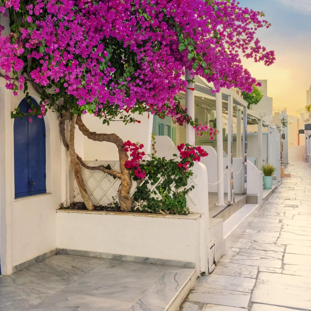 View of Oia street in the mornong, Santorini, Greece